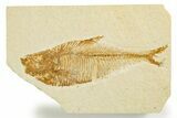 Detailed Fossil Fish (Diplomystus) - Wyoming #355661-1